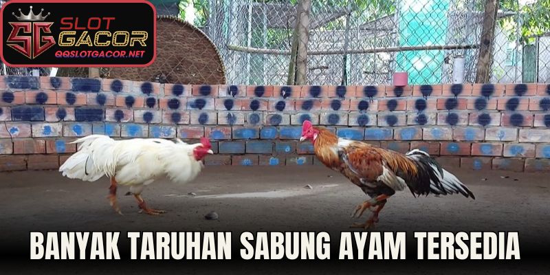 Banyak taruhan sabung ayam tersedia