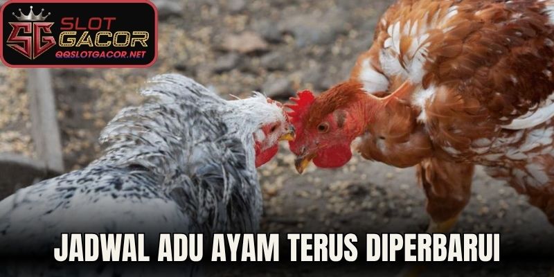 Jadwal adu ayam terus diperbarui