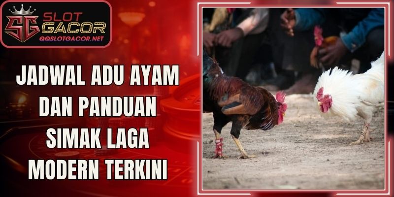 Jadwal Adu Ayam Dan Panduan Simak Laga Modern Terkini