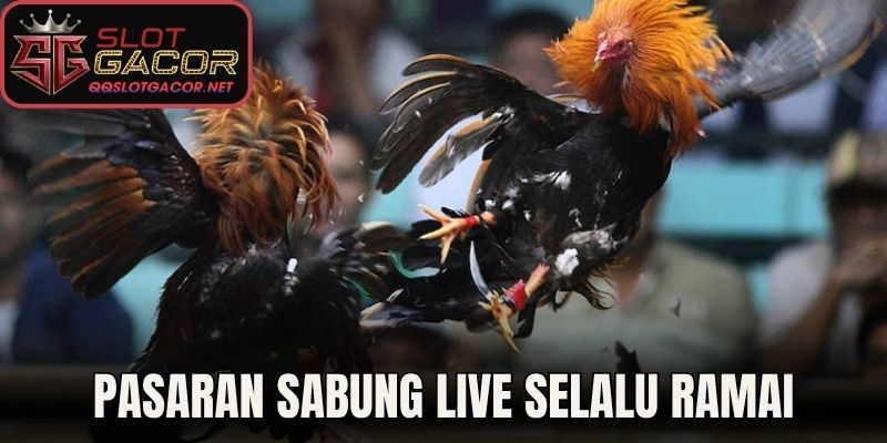 Pasaran sabung live selalu ramai