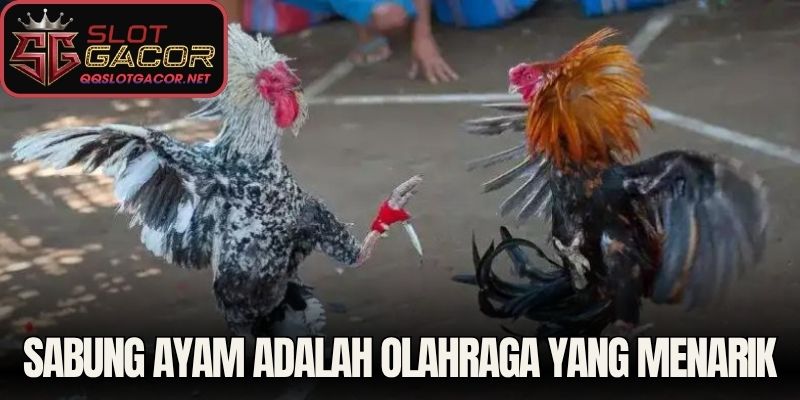 Sabung ayam adalah olahraga yang menarik